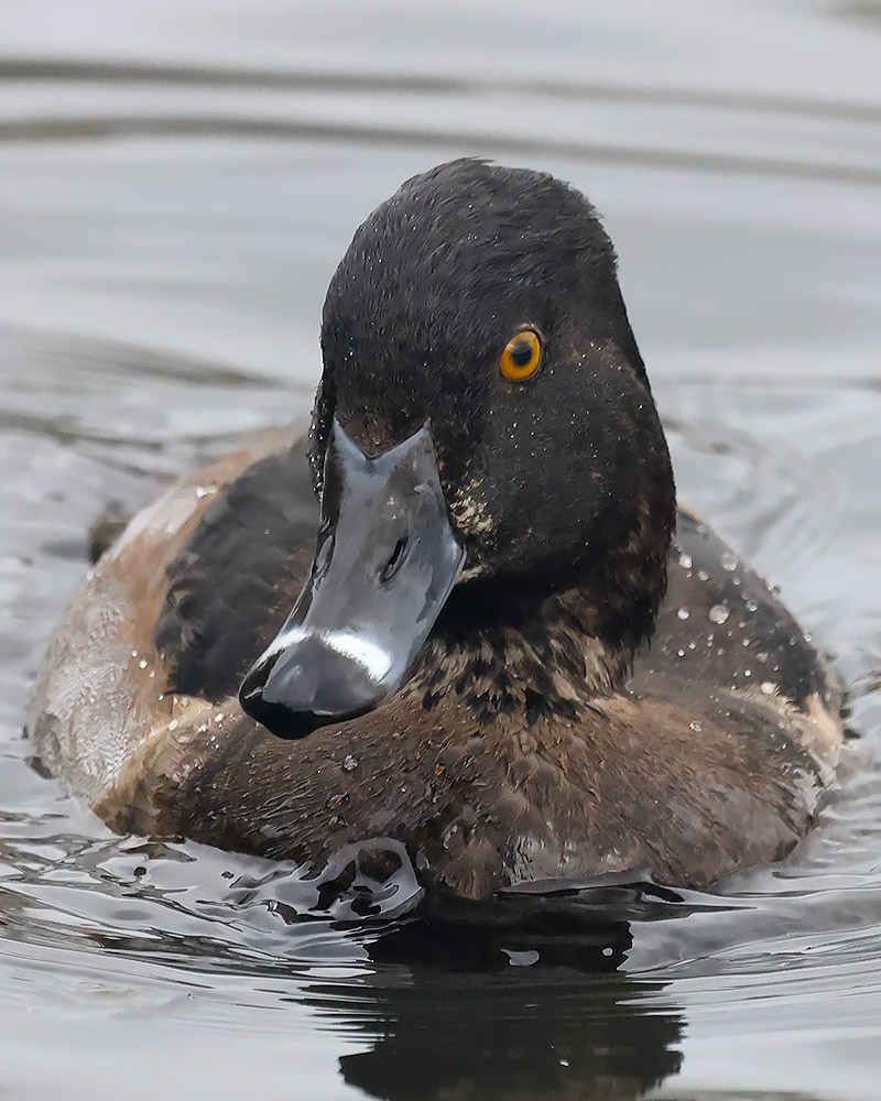Ring-necked duck